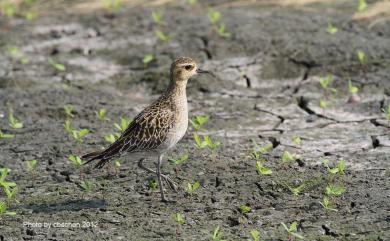 Pluvialis fulva (Gmelin, JF, 1789) 太平洋金斑鴴