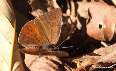 Curetis brunnea Wileman, 1909 臺灣銀灰蝶