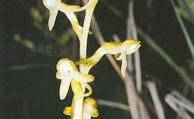 Platanthera minor 卵唇粉蝶蘭