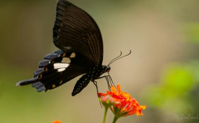 Papilio nephelus chaonulus Fruhstorfer, 1908 大白紋鳳蝶
