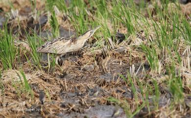 Botaurus stellaris stellaris (Linnaeus, 1758) 大麻鷺