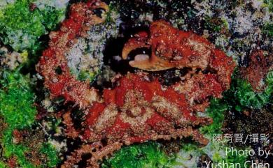 Daldorfia horrida (Linnaeus, 1758) 粗糙蝕菱蟹