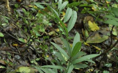 Capparis acutifolia 銳葉山柑