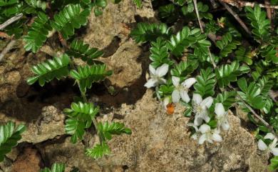 Osteomeles anthyllidifolia var. subrotunda 小石積