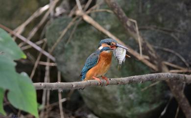 Alcedo atthis bengalensis (Gmelin, 1788) 翠鳥