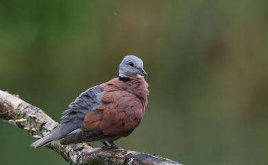 Streptopelia tranquebarica humilis (Temminck, 1824) 紅鳩