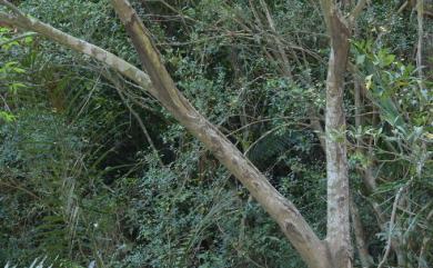 Aphananthe aspera 糙葉樹