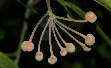 Capparis sikkimensis subsp. formosana 山柑