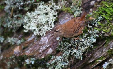 Troglodytes troglodytes taivanus Hartert, 1910 鷦鷯