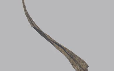 Dicranum japonicum Mitt., 1891 日本曲尾苔