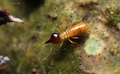 Nasutitermes takasagoensis (Shiraki, 1911) 高砂象白蟻