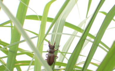 Lucanus datunensis Hashimoto, 1984 大屯姬深山鍬形蟲