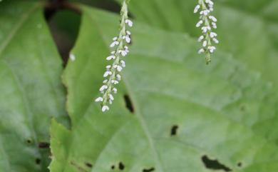 Chloranthus oldhamii 臺灣及己