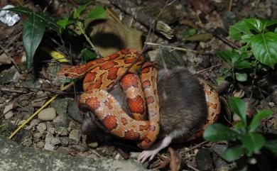 Elaphe guttata (LINNAEUS, 1758) 玉米錦蛇