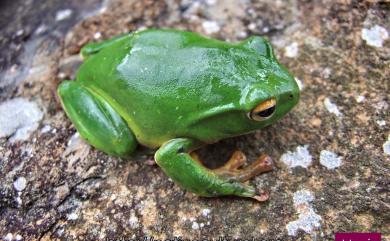 Zhangixalus moltrechti (Boulenger, 1908) 莫氏樹蛙