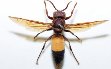 Vespa affinis (Linnaeus, 1764) 黃腰虎頭蜂