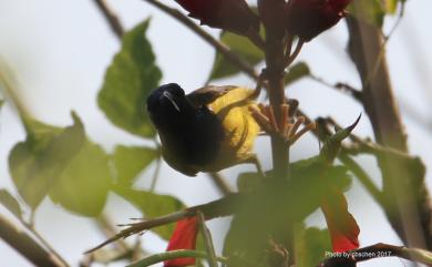 Cinnyris jugularis rhizophorae (Swinhoe, 1869) 黃腹花蜜鳥