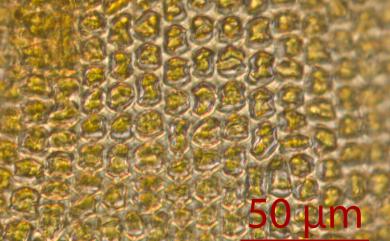 Coscinodon cribosus (Hedw.) Spruce, 1849 小孔篩齒苔