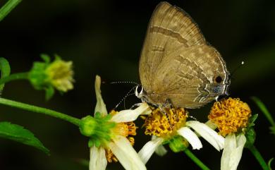 Rapala varuna formosana Fruhstorfer, 1912 燕灰蝶