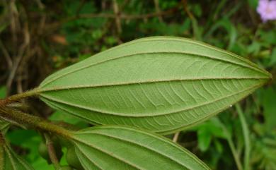 Melastoma septemnervium Lour. 野牡丹