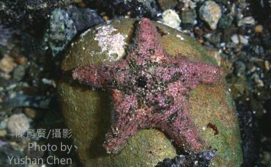 Asterina coronata von Martens, 1866 花冠海燕