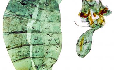 Papilio polytes polytes Linnaeus, 1758 玉帶鳳蝶