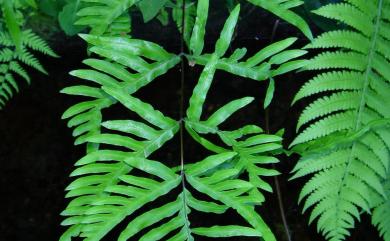 Pteris semipinnata L. 半邊羽裂鳳尾蕨