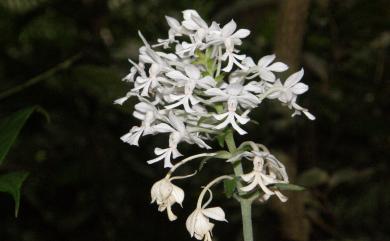 Calanthe triplicata (Willemet) Ames 白鶴蘭