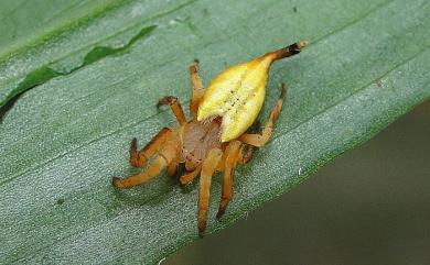 Arachnura melanura Simon, 1867 黑尾曳尾蛛