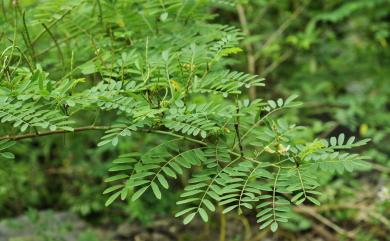 Indigofera galegoides DC. 假大青藍