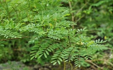 Indigofera galegoides 假大青藍