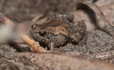 Microhyla fissipes Boulenger, 1884 小雨蛙