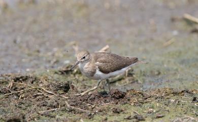 Actitis hypoleucos (Linnaeus, 1758) 磯鷸