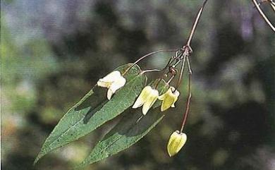 Clematis henryi var. henryi Oliv. 1889 亨利氏鐵線蓮