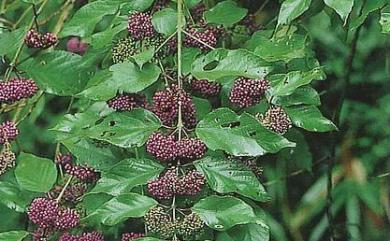 Callicarpa formosana var. formosana 杜虹花