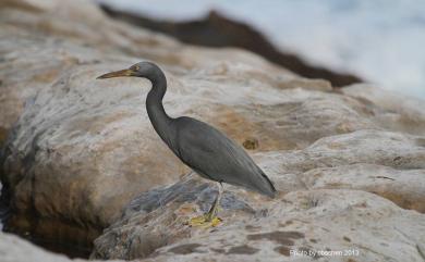 Egretta sacra (J. F. Gmelin, 1789) 岩鷺