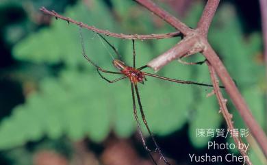 Nephila pilipes Fabricius, 1793 人面蜘蛛