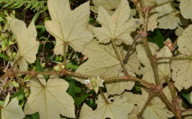 Rubus rufus 棕紅懸鉤子