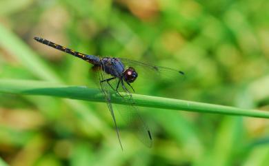 Trithemis festiva (Rambur, 1842) 樂仙蜻蜓