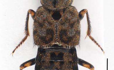 Ontholestes oculatus (Sharp, 1874) 斑銳胸隱翅蟲