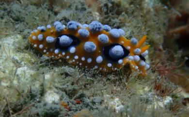 Phyllidia ocellata Cuvier, 1804 媚眼葉海牛