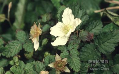 Rubus rosifolius Sm. 刺莓