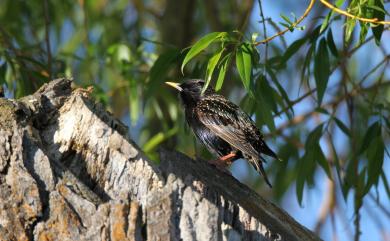 Sturnus vulgaris poltaratskyi 歐洲椋鳥