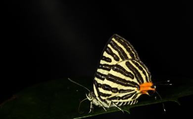 Spindasis lohita formosanus (Matsumura, 1919) 虎灰蝶