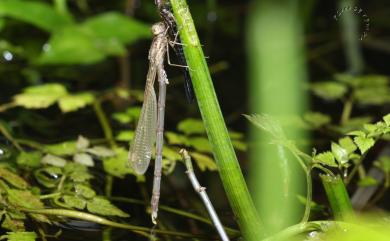 Indolestes cyaneus (Selys, 1862) 青紋絲蟌