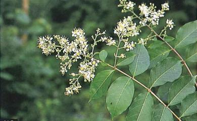 Lagerstroemia subcostata 九芎