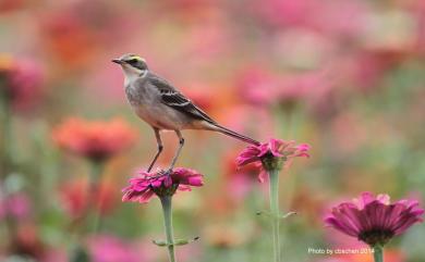 Motacilla tschutschensis taivana (Swinhoe, 1861) 東方黃鶺鴒(黃眉亞種)