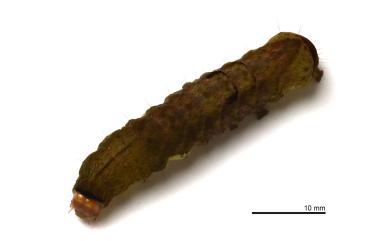Tiracola aureata Holloway, 1989 金掌夜蛾