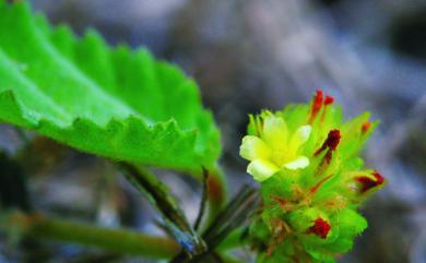 Waltheria americana L. 草梧桐