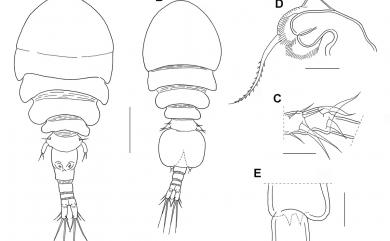 Anchimolgus contractus Humes, 1979 短節異錨珊虱